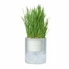 Michu All-in-One Soil-Free Cat Grass Grow Kit -Pet Supplies Shop 0 michu all in one soil free cat grass grow kit