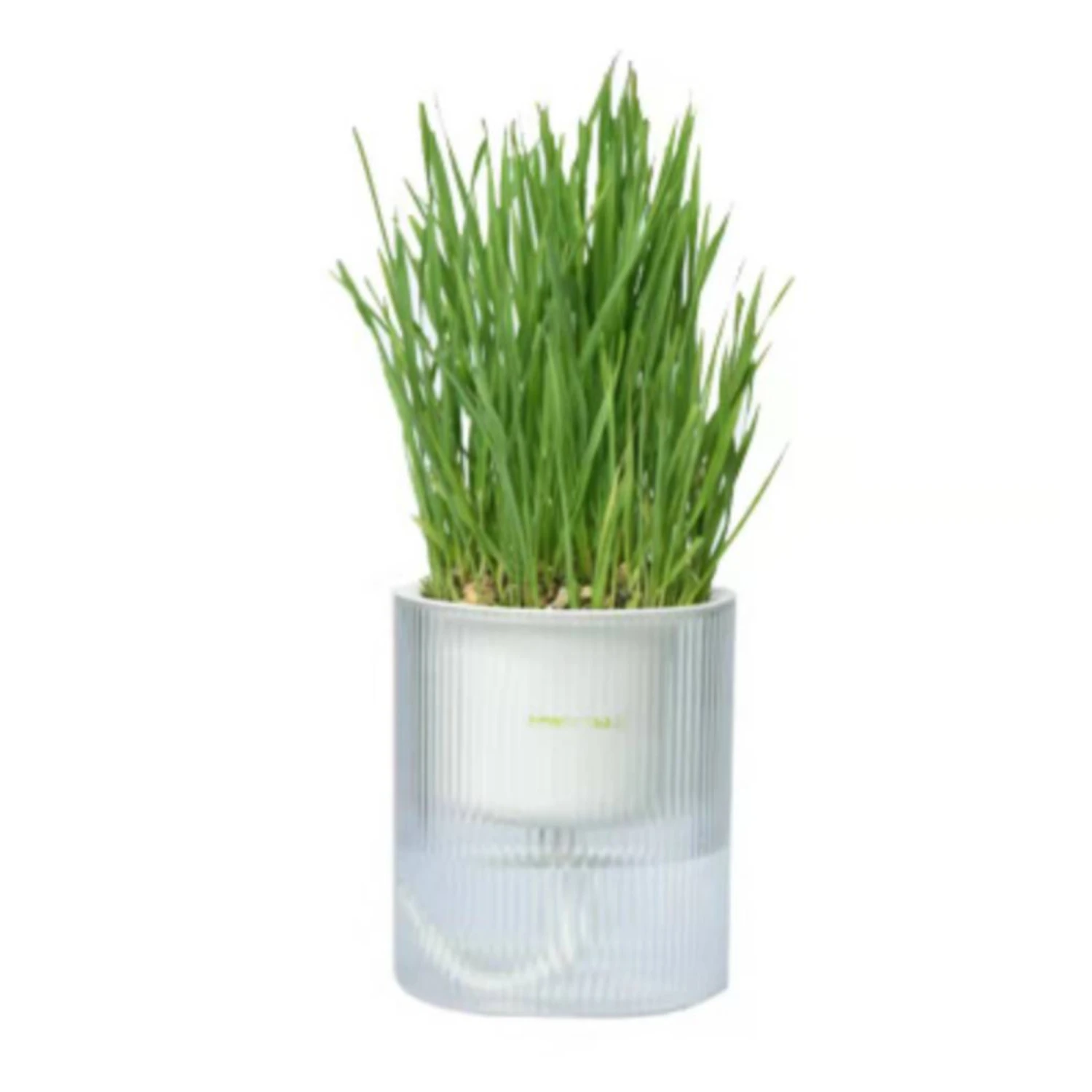 Michu All-in-One Soil-Free Cat Grass Grow Kit 3 Michu All-in-One Soil-Free Cat Grass Grow Kit
