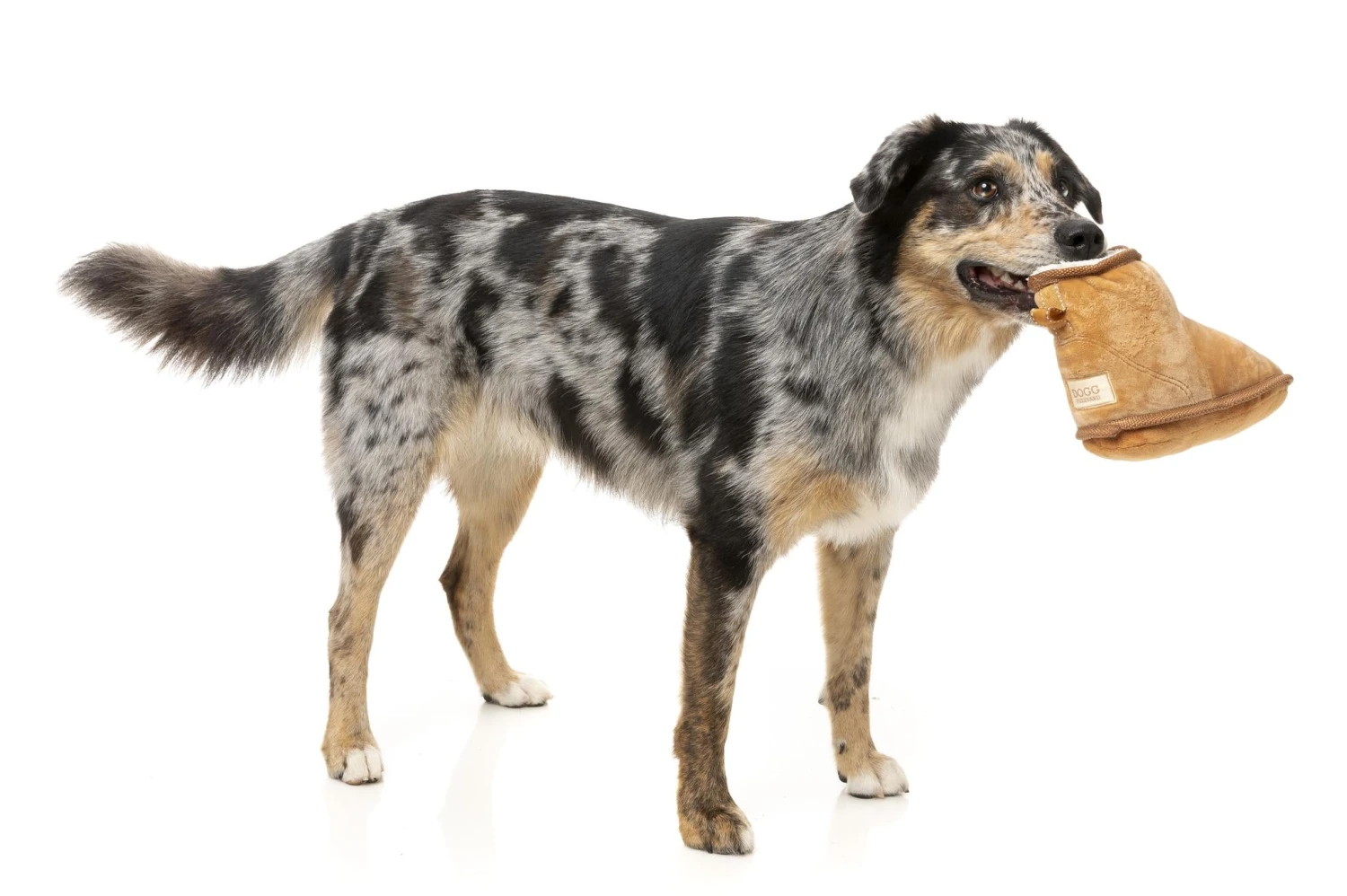 FuzzYard Dogg Boot Dog Toy 4 FuzzYard Dogg Boot Dog Toy - Image 2