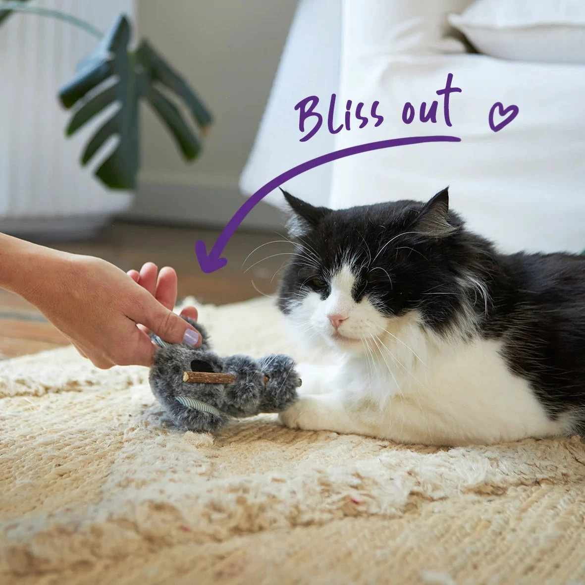 Kazoo Koala Cuddles Cat Toy 4 Kazoo Koala Cuddles Cat Toy - Image 2