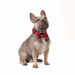 Pet Supplies Shop -Pet Supplies Shop 1 petverse harry potter pet bowtie