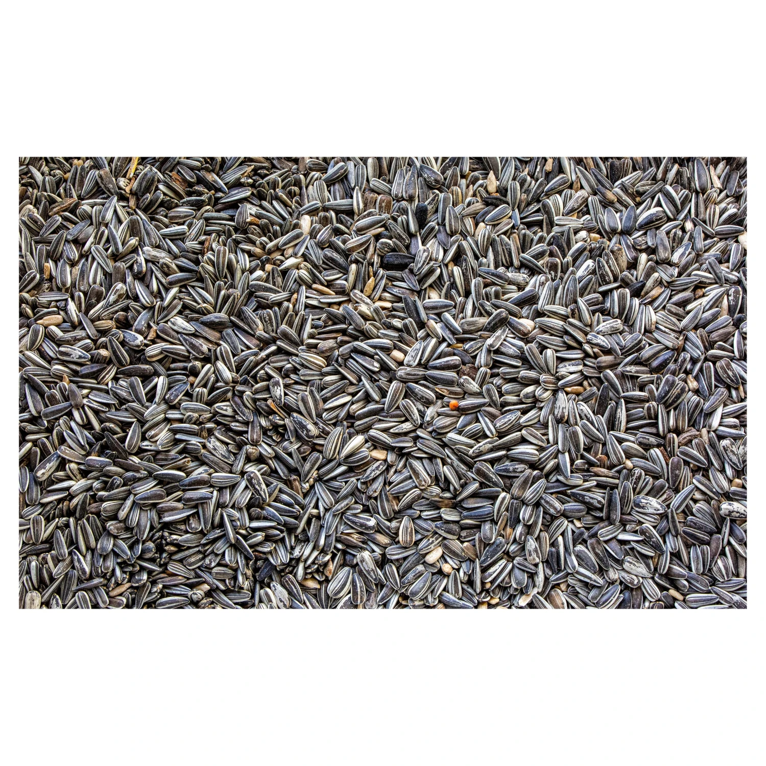 Harmony Sunflower Seed Mix 1.5kg 5 Harmony Sunflower Seed Mix 1.5kg - Image 3