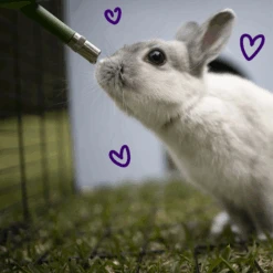 Kazoo Dwarf Rabbit Drinking Water Bottle Medium -Pet Supplies Shop 2 kazoo dwarf rabbit drinking water bottle medium