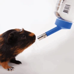 Kazoo Guinea Pig Drinking Water Bottle Small -Pet Supplies Shop 2 kazoo guinea pig drinking water bottle small