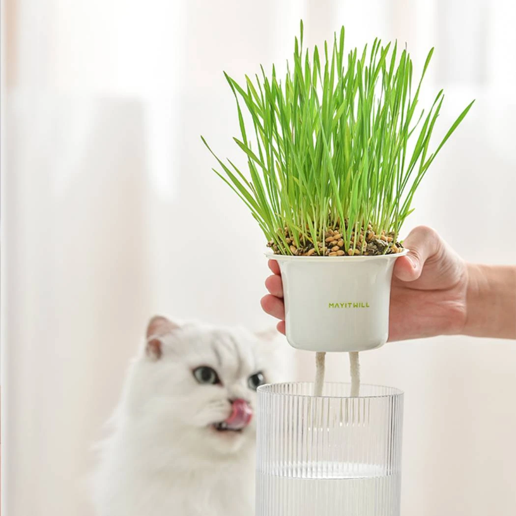 Michu All-in-One Soil-Free Cat Grass Grow Kit 6 Michu All-in-One Soil-Free Cat Grass Grow Kit - Image 4