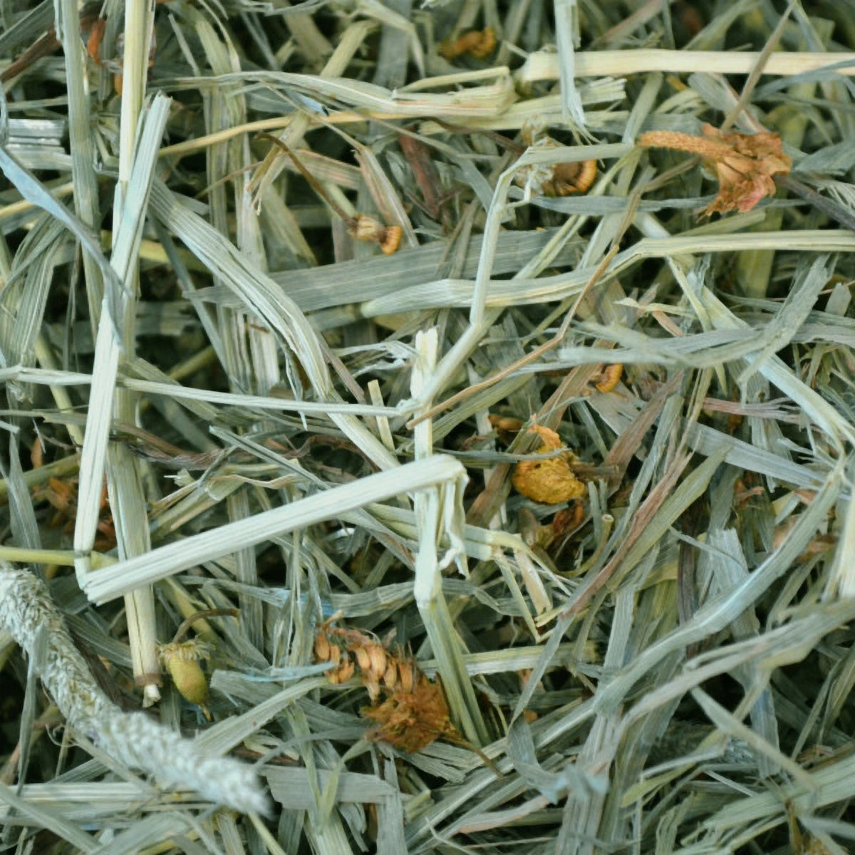 Oxbow Botanical Hay 425g 5 Oxbow Botanical Hay 425g - Image 3