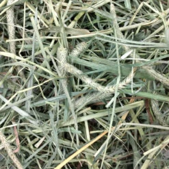 Oxbow Hay Blends Timothy And Orchard Grass -Pet Supplies Shop 2 oxbow hay blends timothy and orchard grass 62048c05 acdc 4b78 b74c 2193e93aaee1
