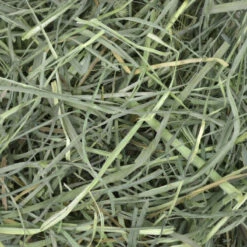 Oxbow Orchard Grass Hay -Pet Supplies Shop 2 oxbow orchard grass hay 9e74834a 2fba 4c76 99d2 05aedd72fc8c