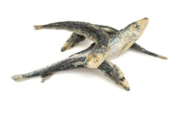 Petwell Dog And Cat Treats Dog Freeze Dried Whole Sardines 80g -Pet Supplies Shop 2 petwell dog and cat treats dog freeze dried whole sardines 100g