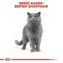 Royal Canin British Shorthair Adult Dry Cat Food 4kg 15 Royal Canin British Shorthair Adult Dry Cat Food 4kg -Pet Supplies Shop 2 royal canin british shorthair adult dry cat food 4kg