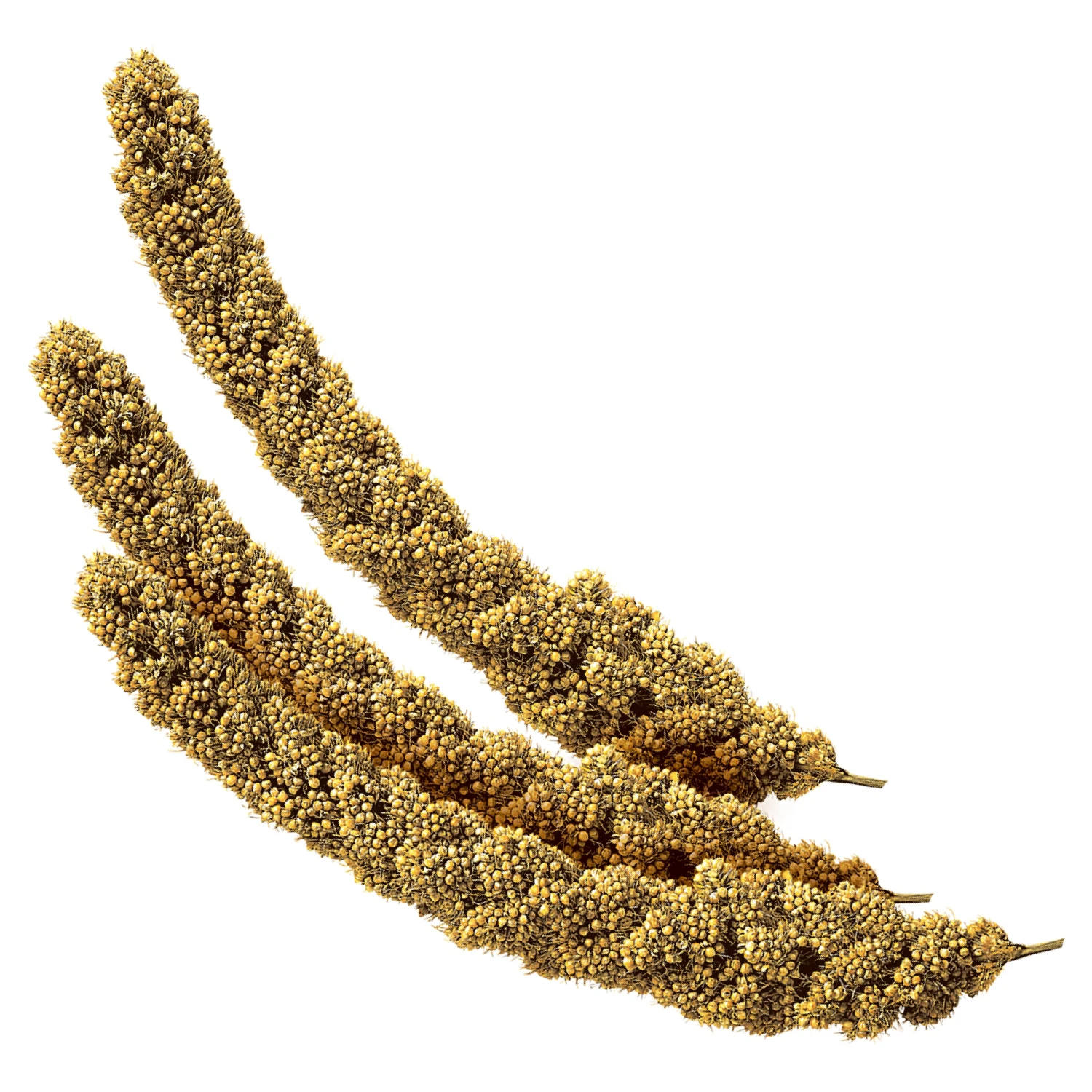 Trill Millet Sprays 150g 5 Trill Millet Sprays 150g - Image 3