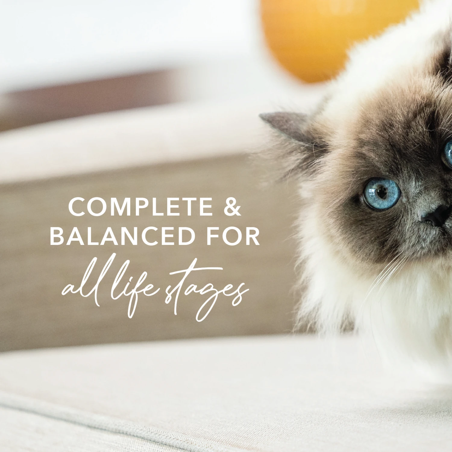 Feline Natural BPA Free & Gelatin Free Canned Cat Food Beef & Hoki 170g X 12 6 Feline Natural BPA Free & Gelatin Free Canned Cat Food Beef & Hoki 170g X 12 - Image 4