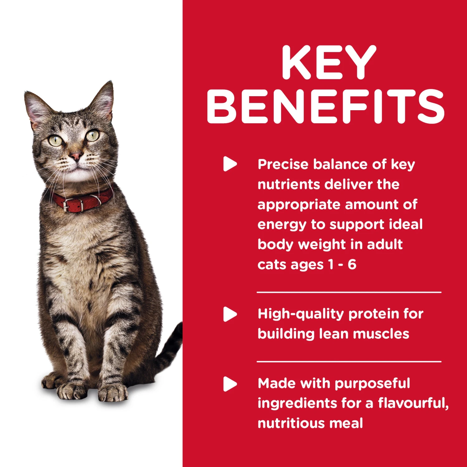 Hill's Science Diet Adult Tender Chicken Dinner Canned Cat Food 156g X 24 6 Hill's Science Diet Adult Tender Chicken Dinner Canned Cat Food 156g X 24 - Image 4