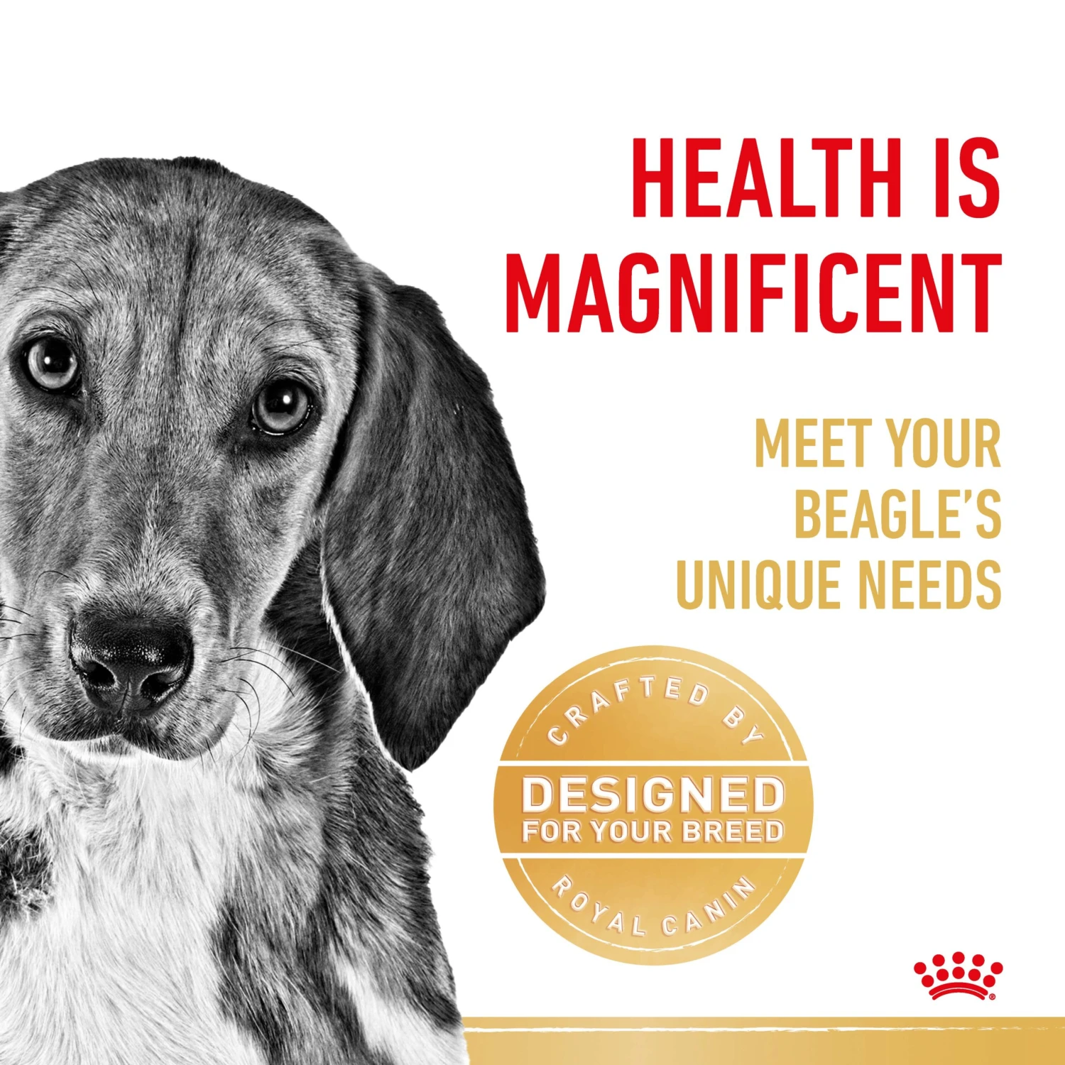 Royal Canin Dog Beagle Adult Dry Food 6 Royal Canin Dog Beagle Adult Dry Food - Image 4
