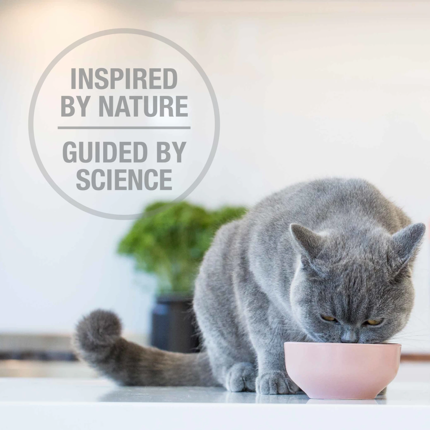 Feline Natural Grain Free Freeze Dried Cat Food Beef & Hoki 10 Feline Natural Grain Free Freeze Dried Cat Food Beef & Hoki - Image 8