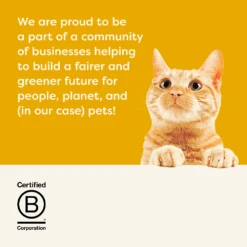 Applaws Natural Wet Cat Tin Chicken 70g X 24 15 Applaws Natural Wet Cat Tin Chicken 70g X 24 -Pet Supplies Shop 5 applaws natural wet cat tin chicken 70g x 24 6bb7cf98 fec0 4af6 95c5 50ebd429cf7f