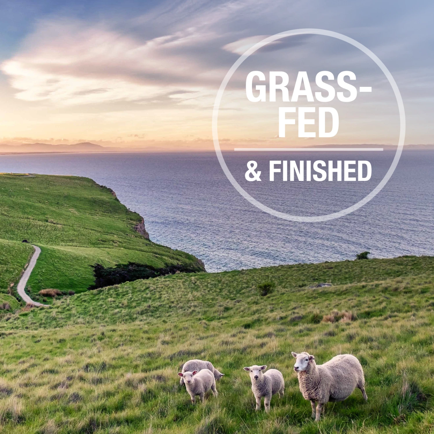 K9 Natural Grain Free Freeze Dried Dog Food Supplement Booster Beef Green Tripe 8 K9 Natural Grain Free Freeze Dried Dog Food Supplement Booster Beef Green Tripe - Image 6