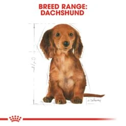 Royal Canin Dachshund Puppy Dry Dog Food 1.5kg 16 Royal Canin Dachshund Puppy Dry Dog Food 1.5kg -Pet Supplies Shop 5 royal canin dachshund puppy dry dog food 1f4914ef 8109 4b48 ae90 04ab7a696314
