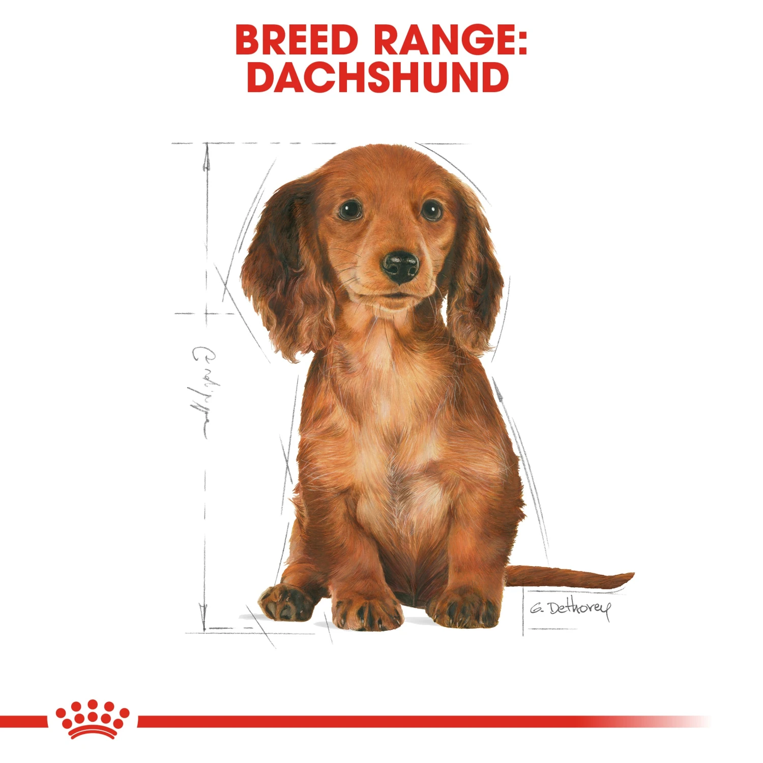 Royal Canin Dachshund Puppy Dry Dog Food 1.5kg 8 Royal Canin Dachshund Puppy Dry Dog Food 1.5kg - Image 6