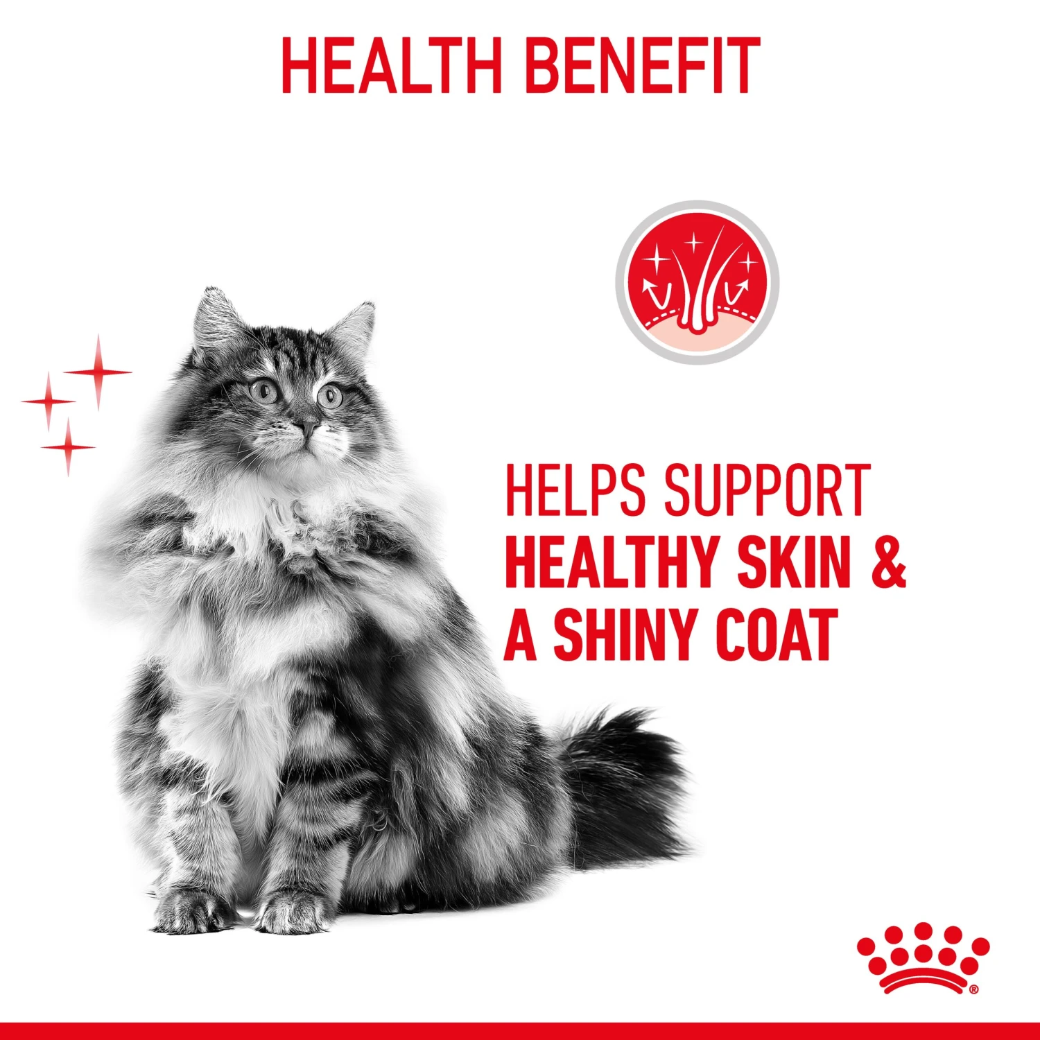 Royal Canin Hair & Skin Care Jelly Adult Wet Cat Food Pouches 85g X 12 6 Royal Canin Hair & Skin Care Jelly Adult Wet Cat Food Pouches 85g X 12 - Image 4