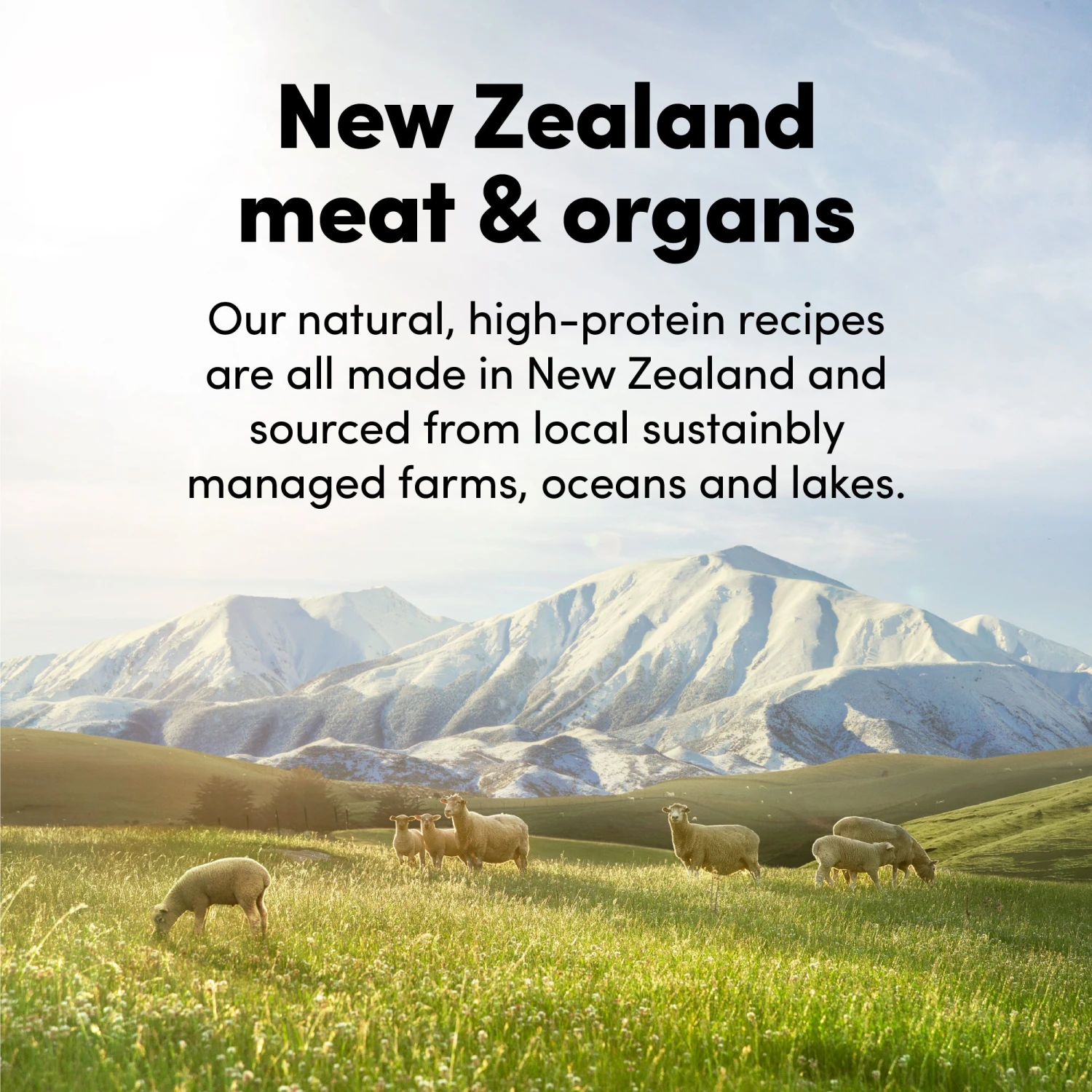 Animals Like Us RawMix33 With Grass-Fed Lamb Dog Food 2kg 9 Animals Like Us RawMix33 With Grass-Fed Lamb Dog Food 2kg - Image 7