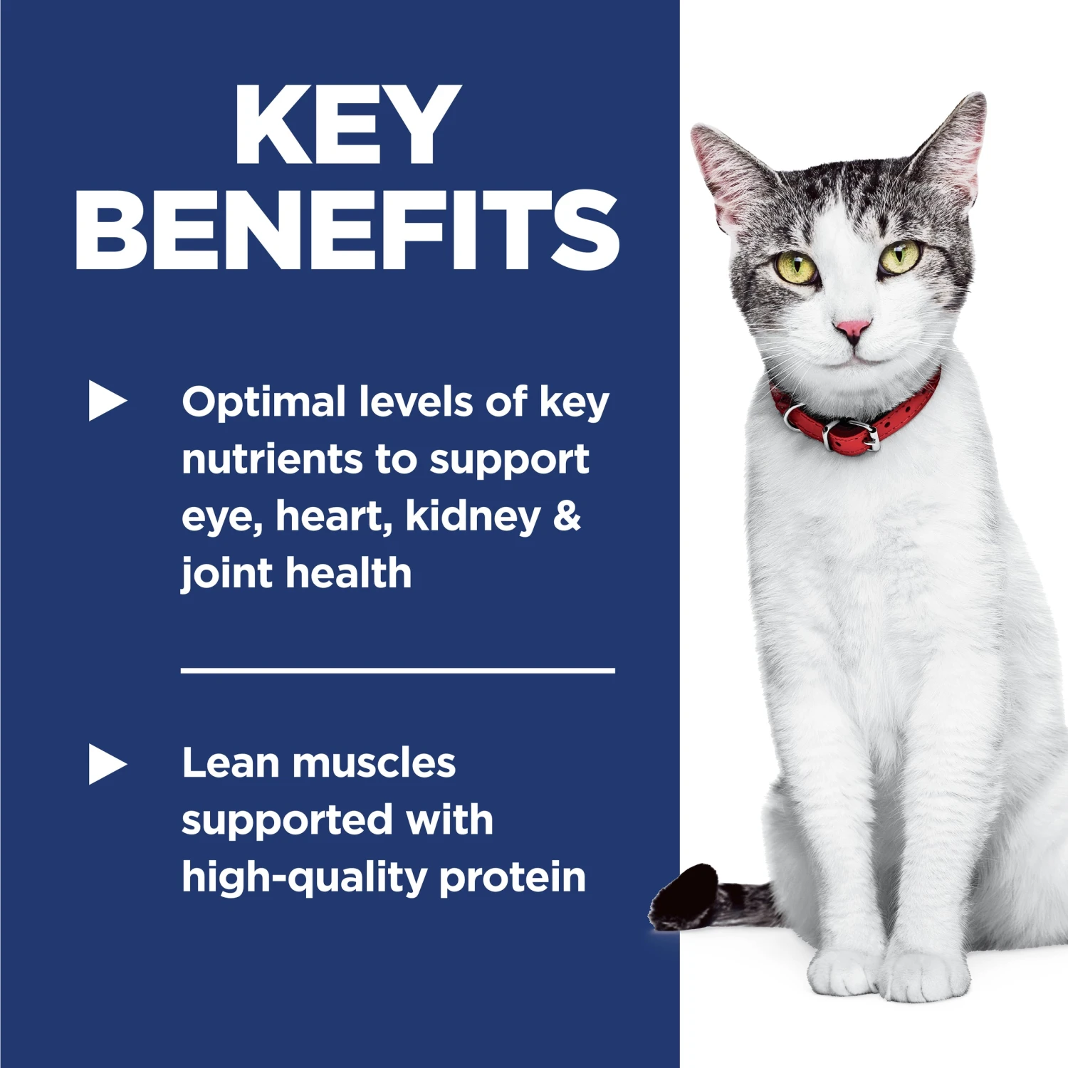 Hill's Science Diet Adult 11+ Senior Dry Cat Food 9 Hill's Science Diet Adult 11+ Senior Dry Cat Food - Image 7