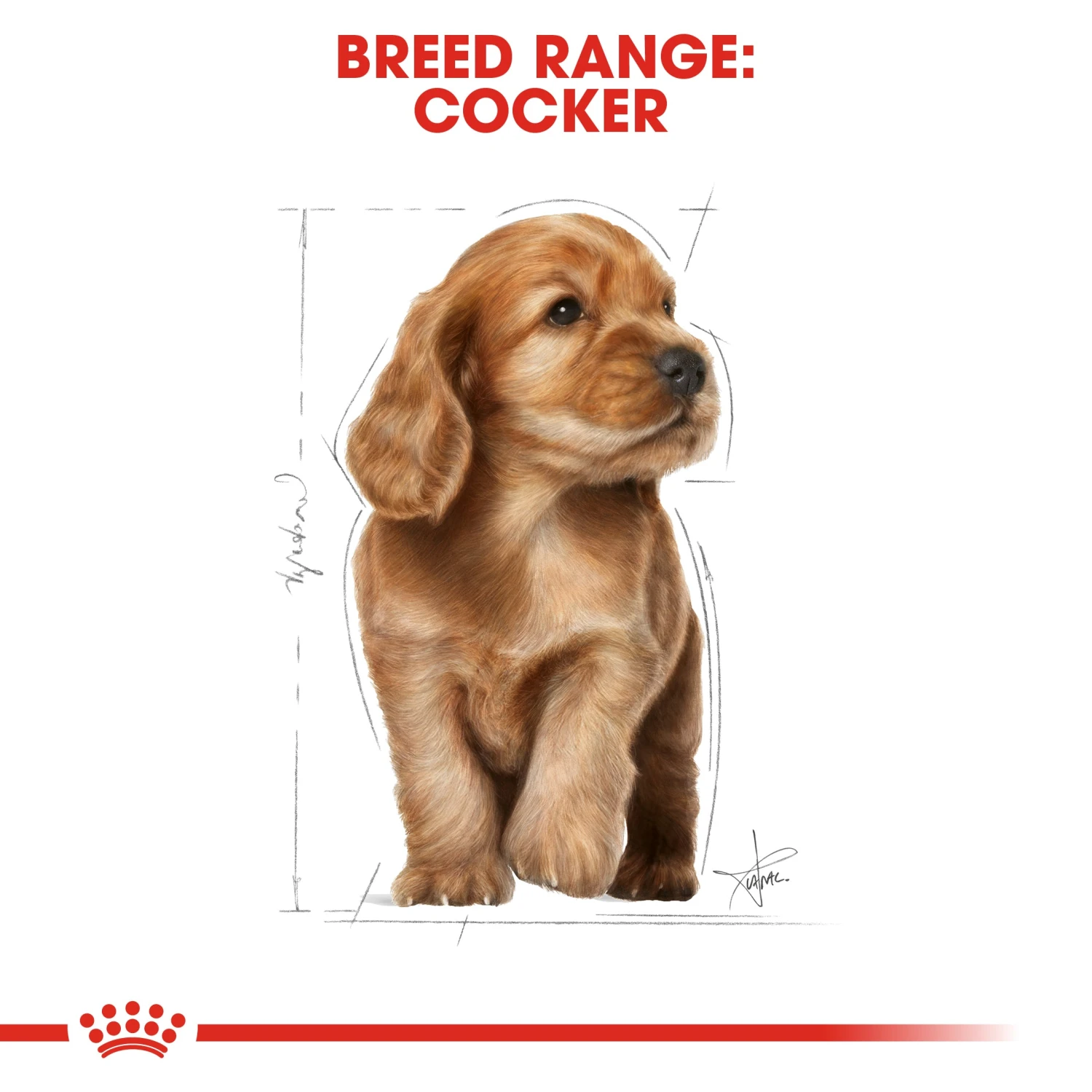 Royal Canin Dog Cocker Spaniel Puppy Dry Food 3kg 9 Royal Canin Dog Cocker Spaniel Puppy Dry Food 3kg - Image 7