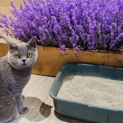 Poowee! Clumping Lavender Cat Litter -Pet Supplies Shop 613.001 f 1