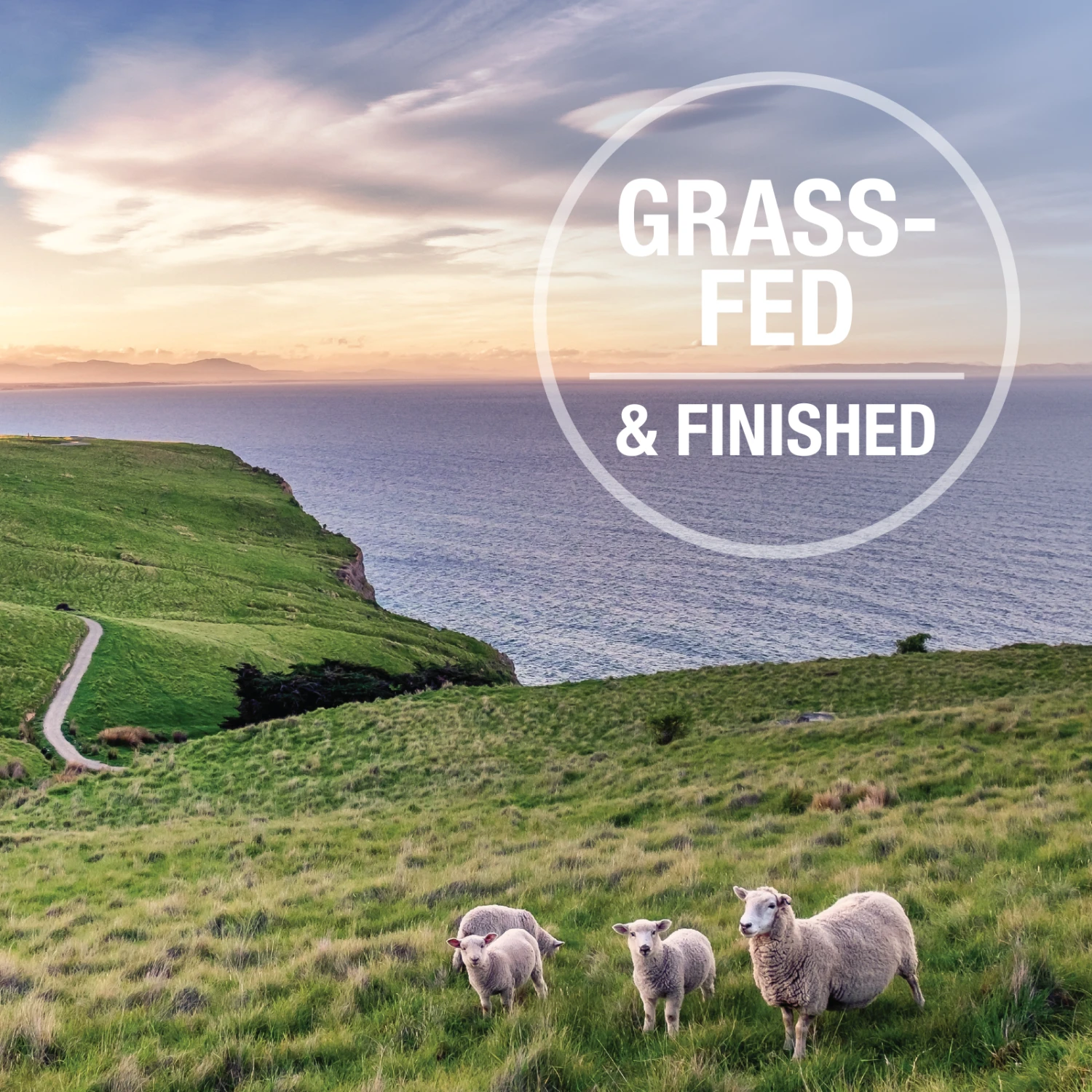 Feline Natural BPA Free & Gelatin Free Canned Cat Food Beef & Hoki 170g X 12 10 Feline Natural BPA Free & Gelatin Free Canned Cat Food Beef & Hoki 170g X 12 - Image 8