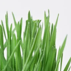 Michu All-in-One Soil-Free Cat Grass Grow Kit 19 Michu All-in-One Soil-Free Cat Grass Grow Kit -Pet Supplies Shop 7 michu all in one soil free cat grass grow kit