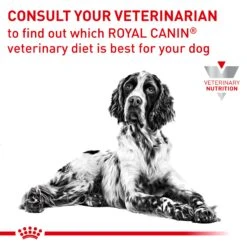 Royal Canin Veterinary Diet Anallergenic Adult Dry Dog Food 17 Royal Canin Veterinary Diet Anallergenic Adult Dry Dog Food -Pet Supplies Shop 7 royal canin veterinary diet anallergenic adult dry dog food