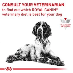 Royal Canin Veterinary Diet Renal Special Adult Dry Dog Food 2kg -Pet Supplies Shop 8 royal canin veterinary diet renal special adult dry dog food 2kg