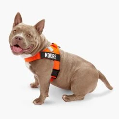 Dog Friendly Co. Dog Harness Hi-Vis Orange 13 Dog Friendly Co. Dog Harness Hi-Vis Orange -Pet Supplies Shop Adore DogFriendlyCo8822
