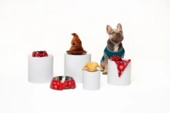 Harry Potter Slytherin House Dog Shirt 12 Harry Potter Slytherin House Dog Shirt -Pet Supplies Shop DSC03858