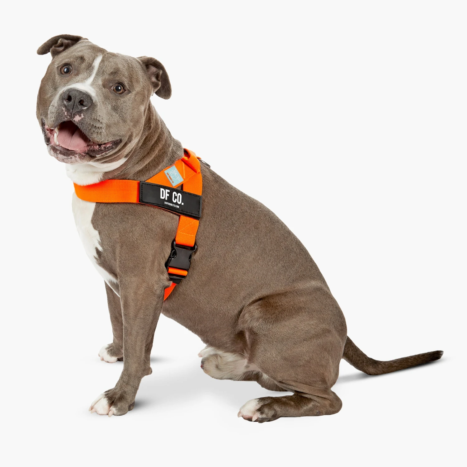 Dog Friendly Co. Dog Harness Hi-Vis Orange 4 Dog Friendly Co. Dog Harness Hi-Vis Orange - Image 2