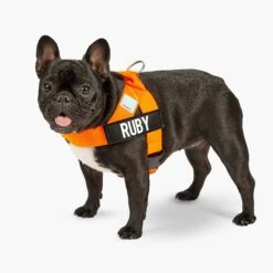 Dog Friendly Co. Dog Harness Hi-Vis Orange 12 Dog Friendly Co. Dog Harness Hi-Vis Orange -Pet Supplies Shop Ruby DogFriendlyCo 1162