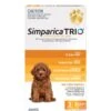 Simparica Trio Puppy Chews 1.3-2.5kg 3 Pack -Pet Supplies Shop SimparicaTrio 1.25k Gold Front 3pack