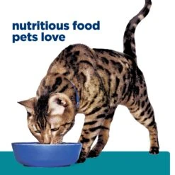 Hill's Prescription Diet T/d Dental Care Dry Cat Food -Pet Supplies Shop d dental care dry cat food e87b422d 9028 441e 8784 f8bcfdf3c527