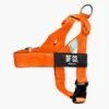 Dog Friendly Co. Dog Harness Hi-Vis Orange -Pet Supplies Shop orangeharness