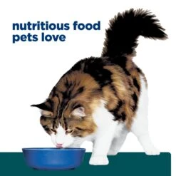 Hill's Prescription Diet W/d Digestive/Weight Management Dry Cat Food 1.5kg 22 Hill's Prescription Diet W/d Digestive/Weight Management Dry Cat Food 1.5kg -Pet Supplies Shop weight management dry cat food 1.5kg 8e2163b8 4e99 462a 8fee 3c2e76008ade