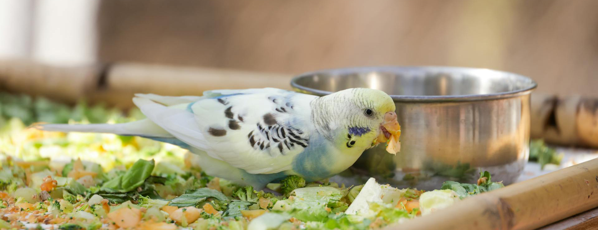 Pet Supplies Shop 3 Pet Supplies Shop -Pet Supplies Shop pexels magda ehlers pexels 34951082